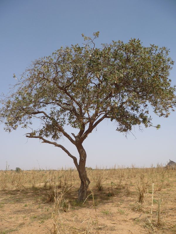 Terminalia avicennioides