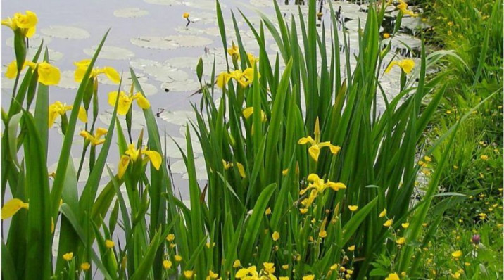 Iris pseudacorus
