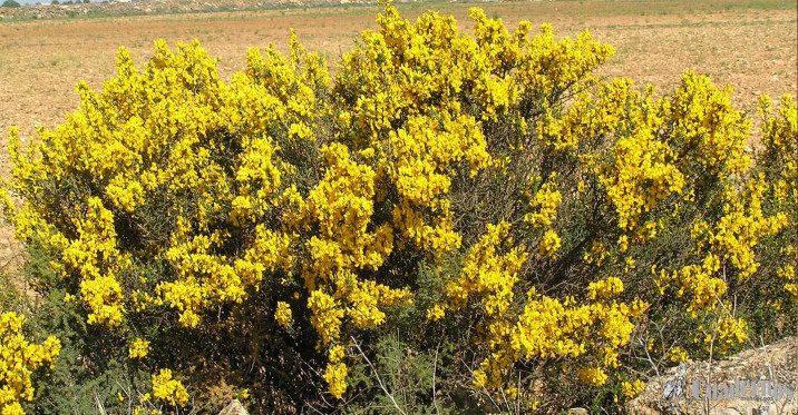 Genista scorpius