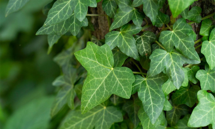 Hedera helix
