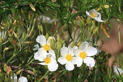 Cistus clusii