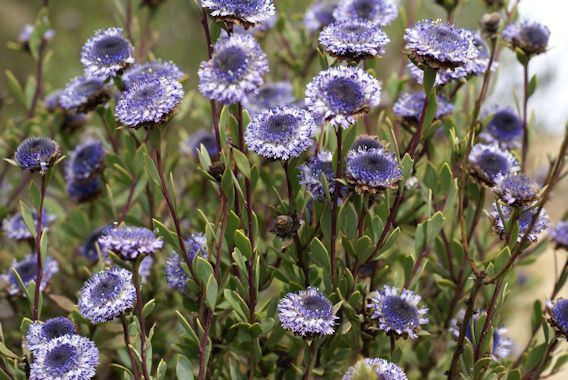 Globularia alypum