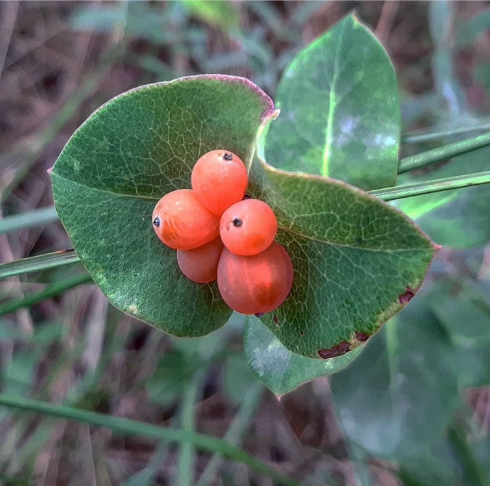 Lonicera implexa