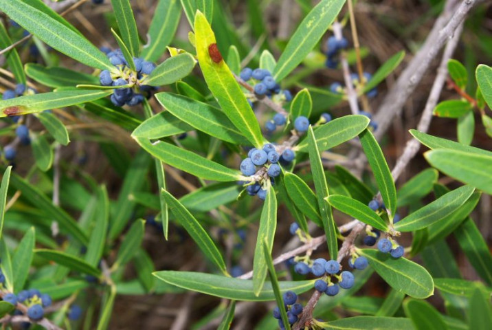 Phillyrea angustifolia