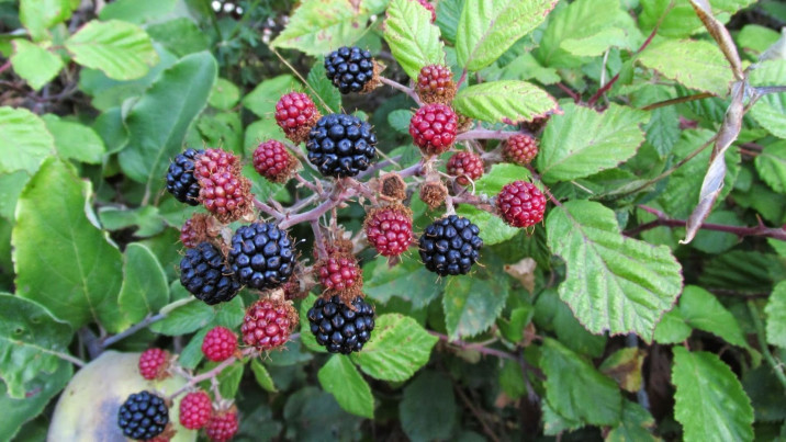 Rubus ulmifolius
