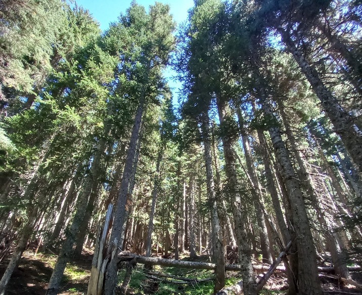 Abies amabilis