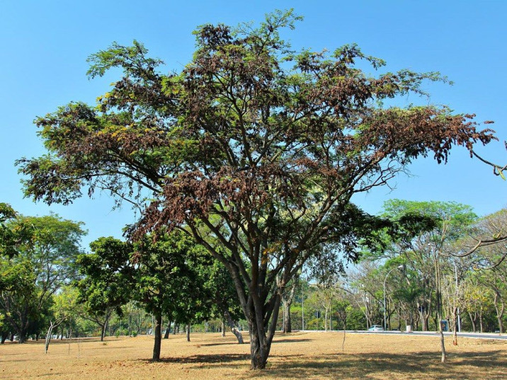 Dalbergia nigra