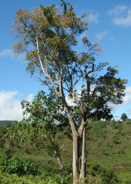 Seguieria langsdorffii