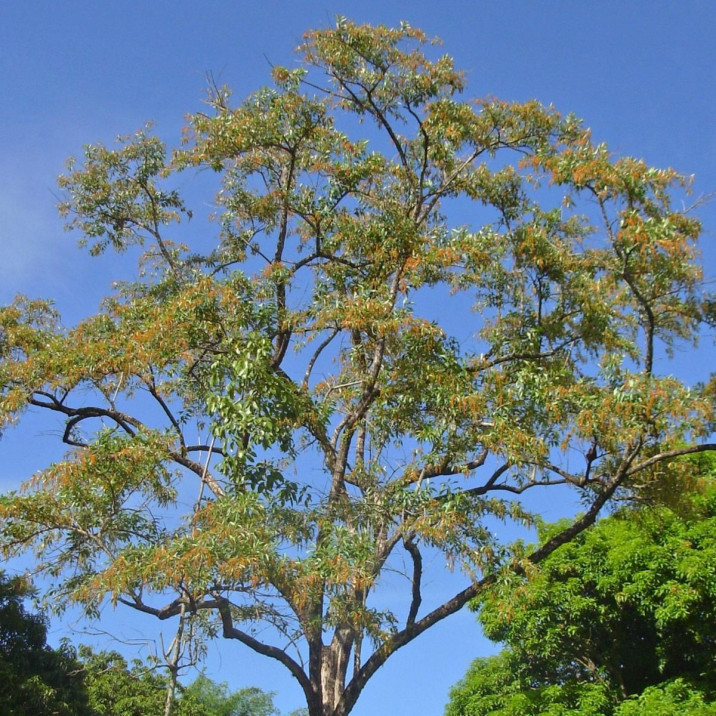 Citharexylum myrianthum