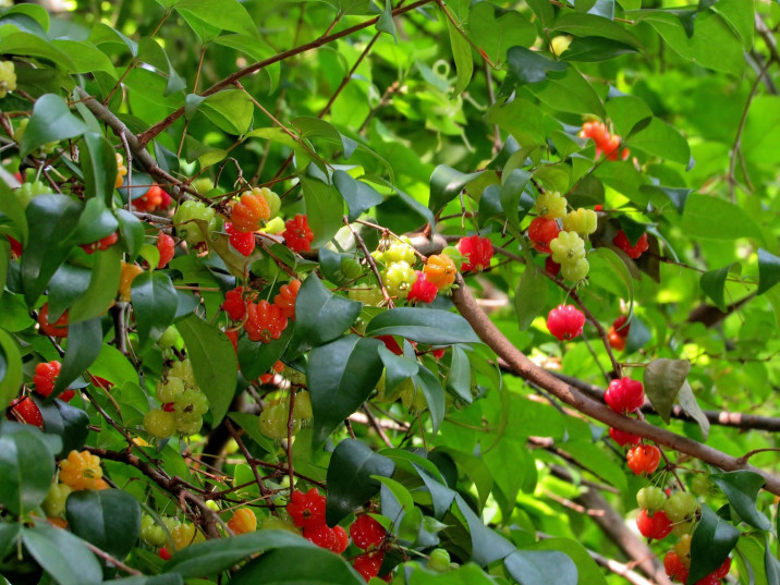 Eugenia uniflora