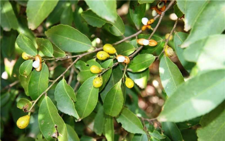 Maytenus robusta
