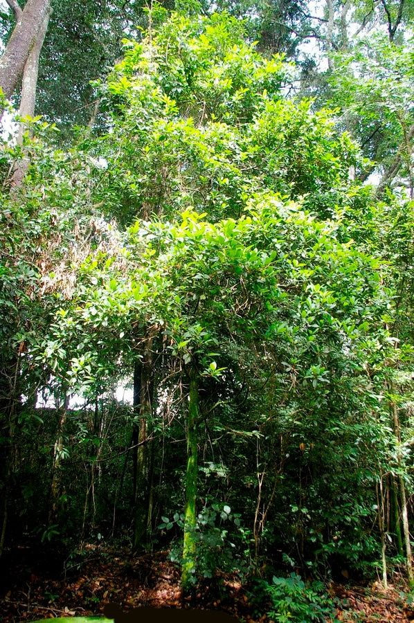 Amaioua  intermedia