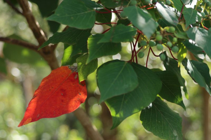 Homalanthus populifolius