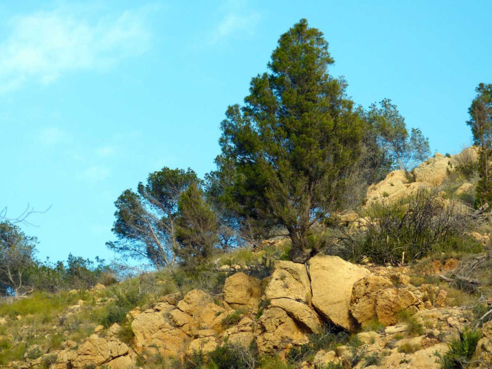 Tetraclinis articulata
