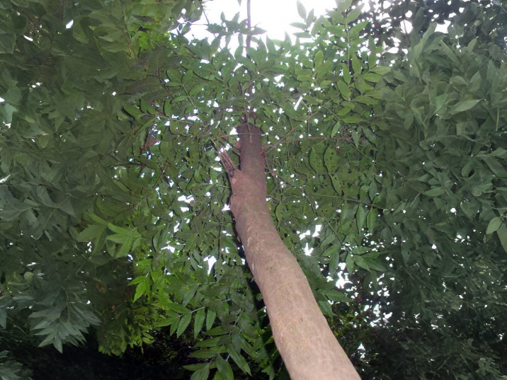 Flindersia xanthoxyla