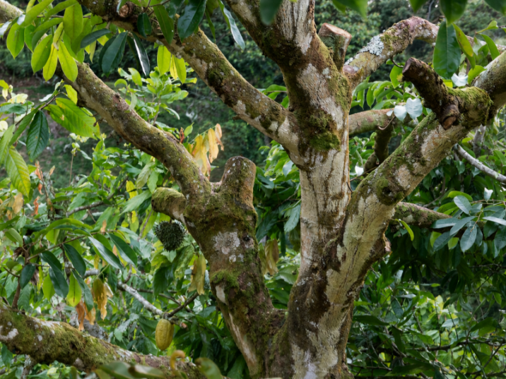 Annona muricata