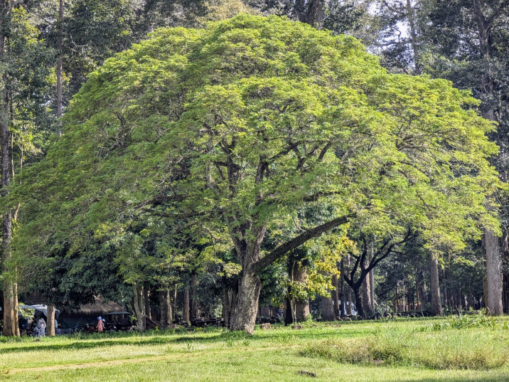Albizia saman