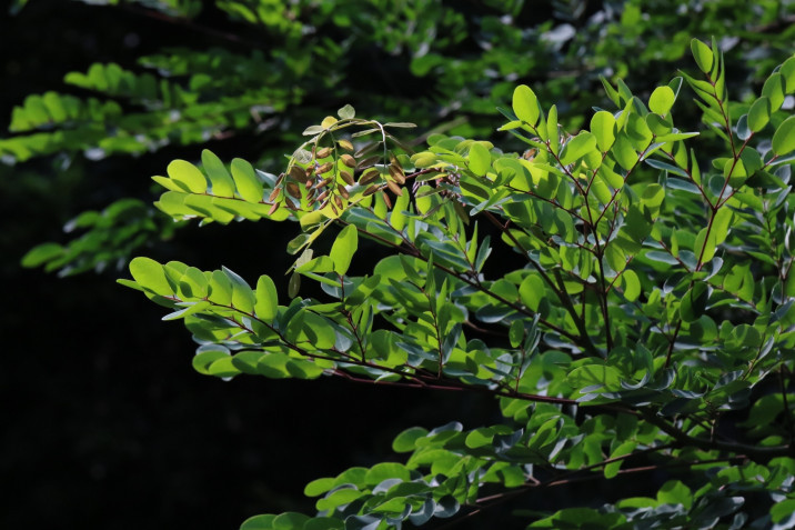 Adenanthera pavonina