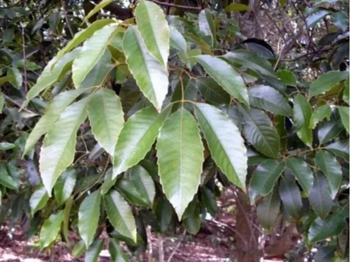Karrabina benthamiana