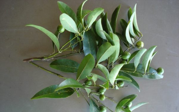 Cryptocarya aschersoniana