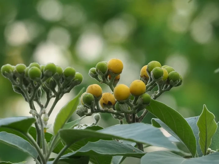 Solanum erianthum