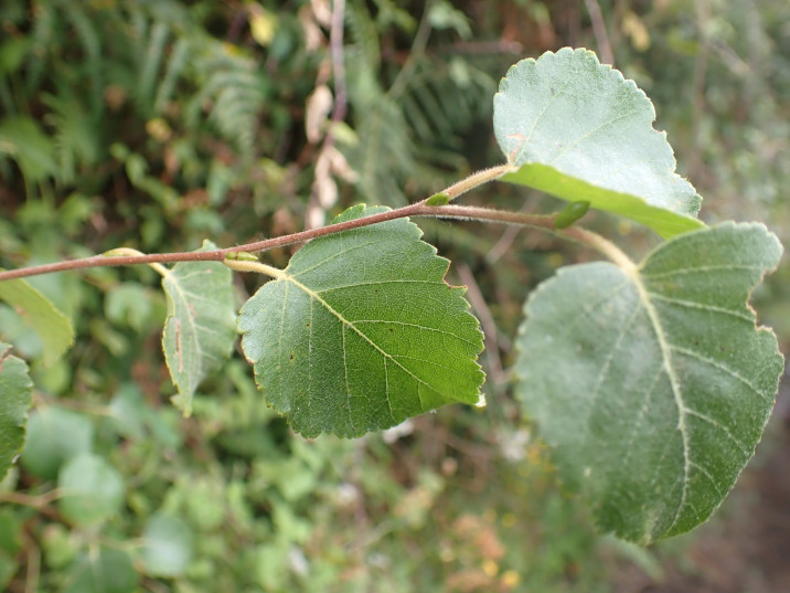 Betula celtiberica