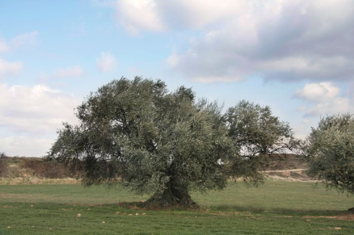 Olea europaea subsp. europaea