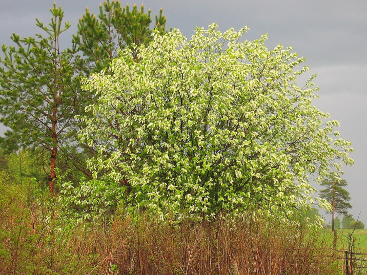 Prunus padus