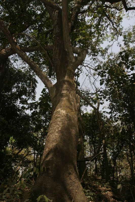 Detarium senegalense