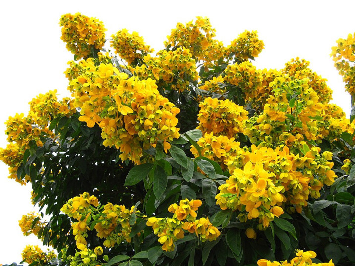Senna macranthera