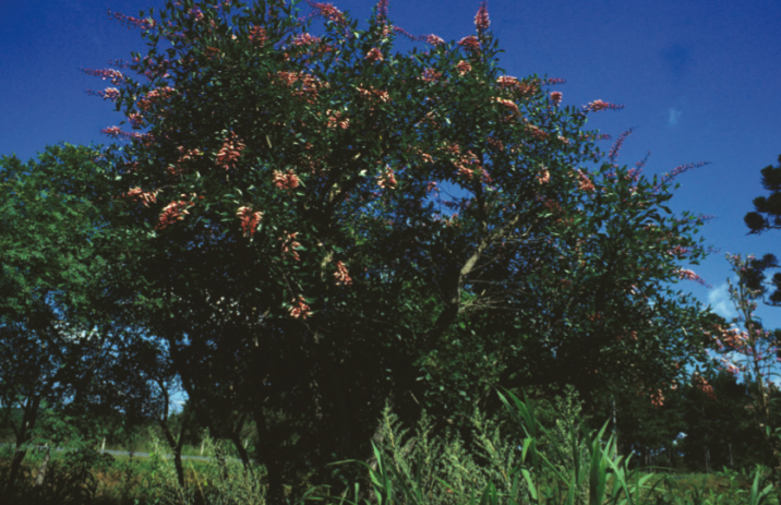 Erythrina crista-galli