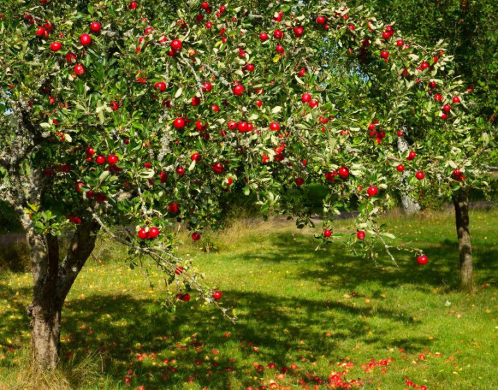 Malus pumila