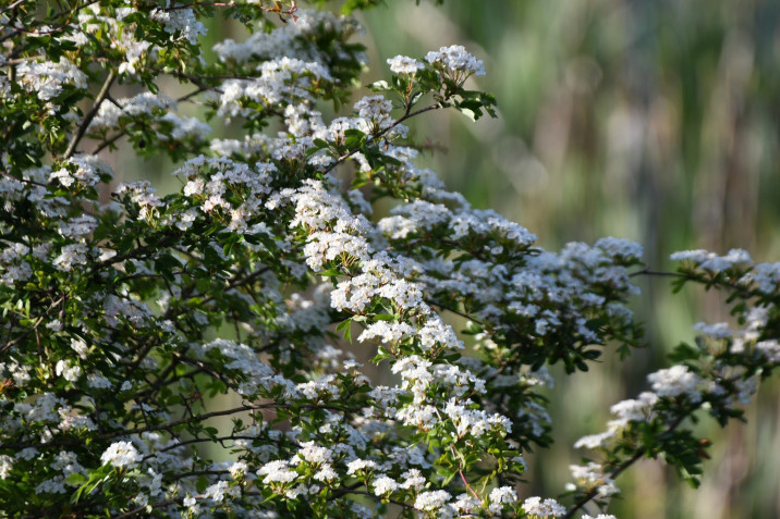 Crataegus monogyna