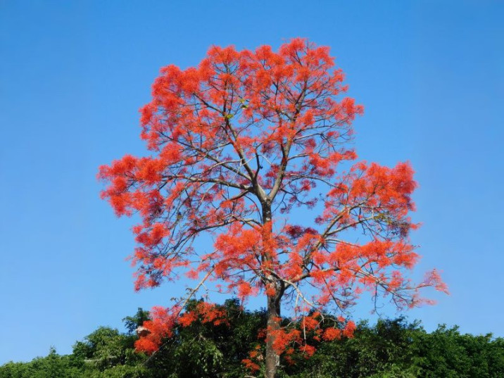 Brachychiton acerifolius