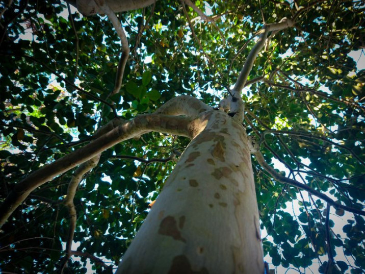 Psidium longipetiolatum