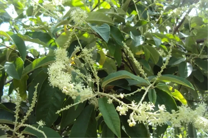 Croton floribundus