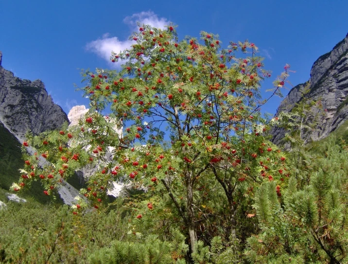 Sorbus aucuparia