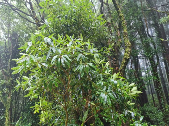 Pittosporum undulatum