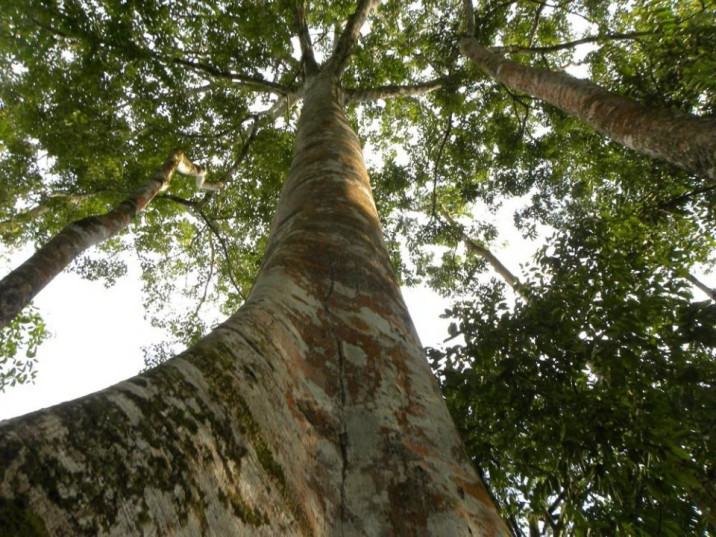 Ficus insipida