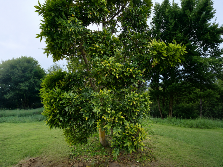 Ekebergia capensis