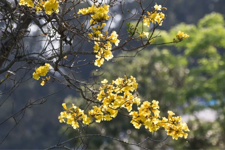 Handroanthus chrysotrichus