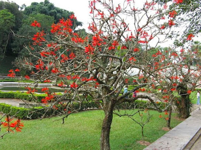 Erythrina speciosa