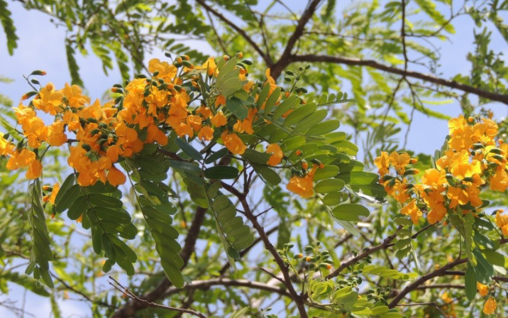 Platypodium elegans