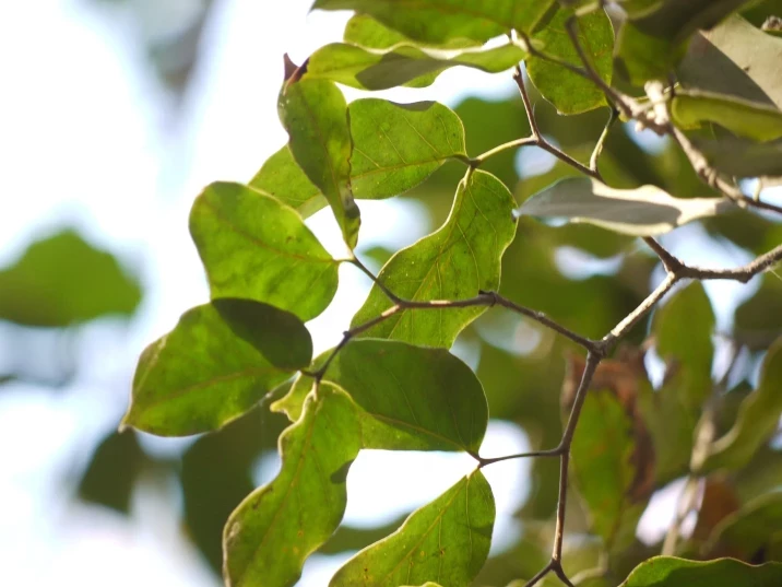 Hymenaea verrucosa