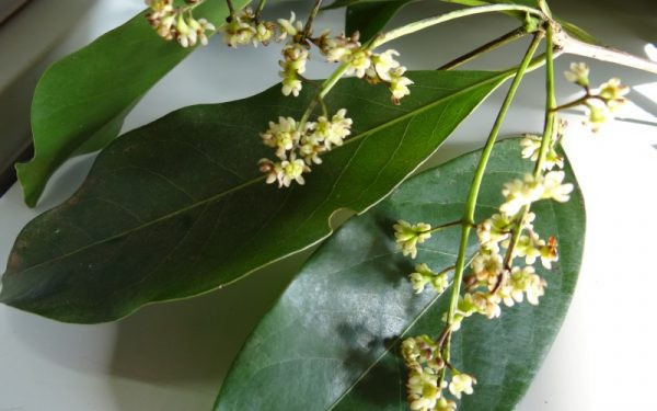 Ocotea odorifera
