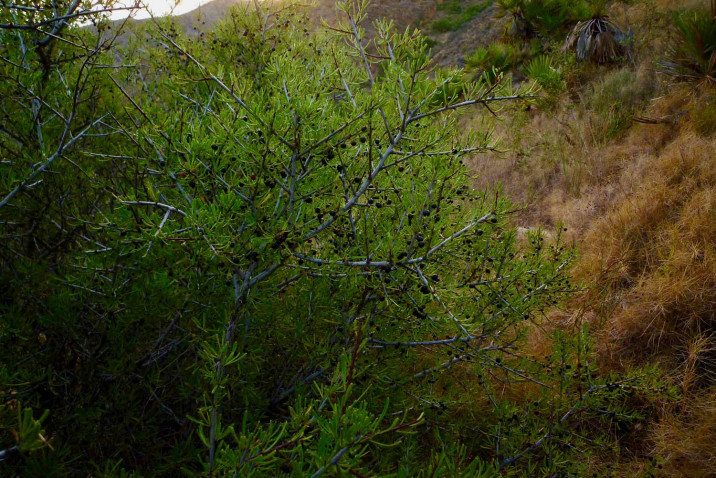 Rhamnus lycioides