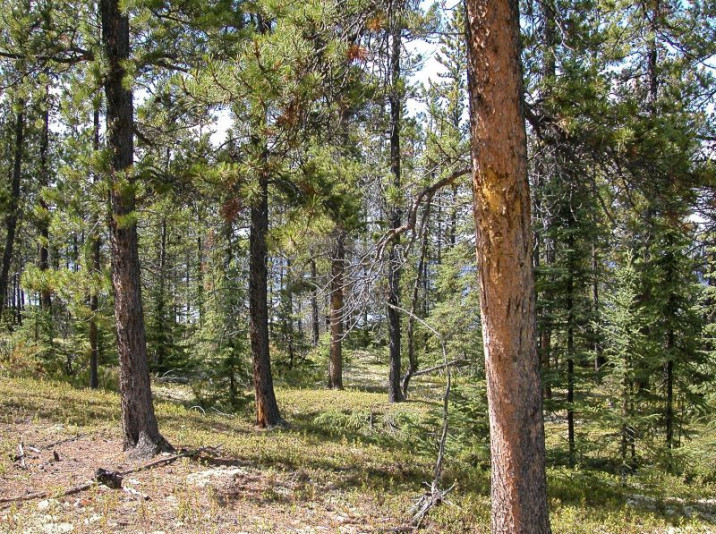 Pinus banksiana