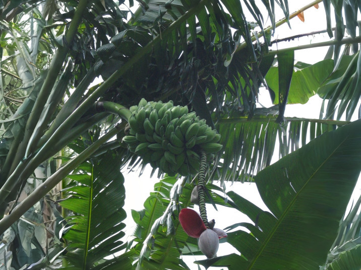 Musa spp.