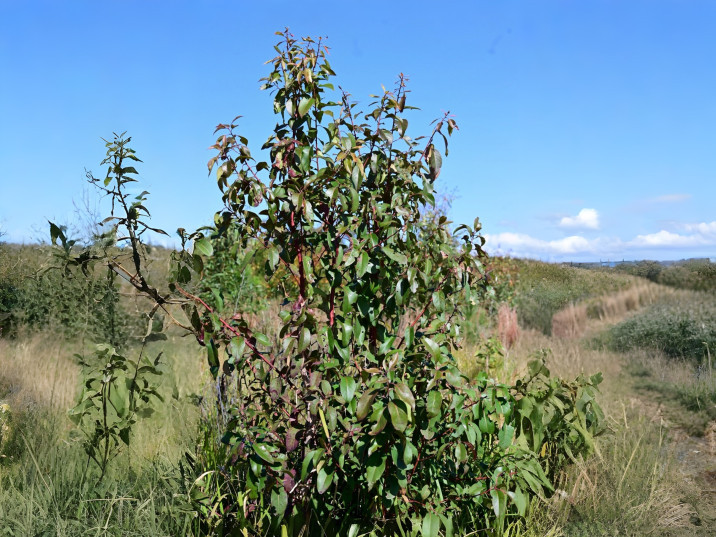 Lophostemon suaveolens
