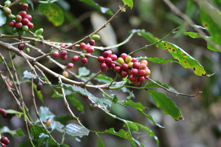 Coffea arabica